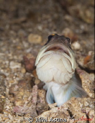 Goby by Jilmi Astina 
